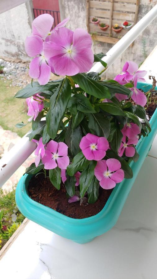 Готель Casal Ostara Begonia Алту-Параїзу-ді-Гояс Екстер'єр фото