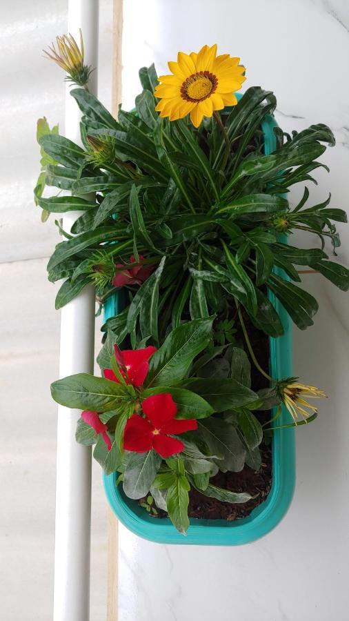 Готель Casal Ostara Begonia Алту-Параїзу-ді-Гояс Екстер'єр фото